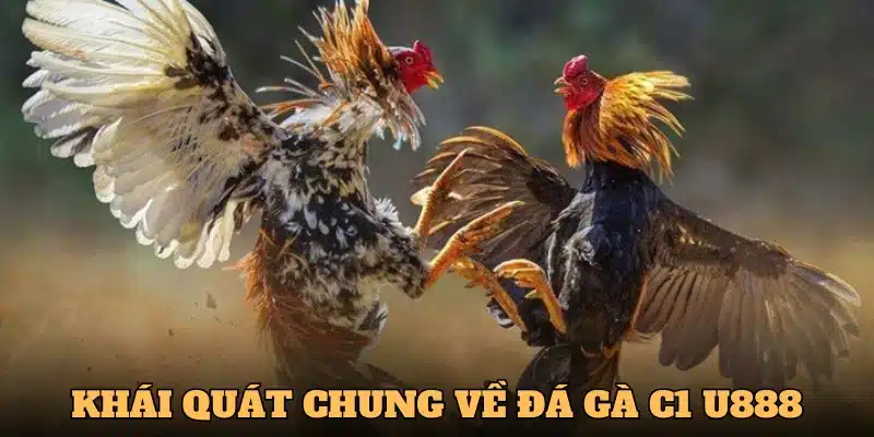 Khái quát chung về đá gà C1 tại U888