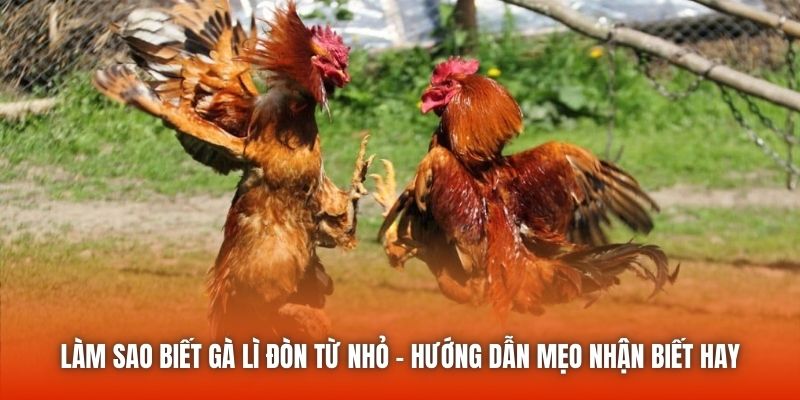 lam sao biet ga li don tu nho