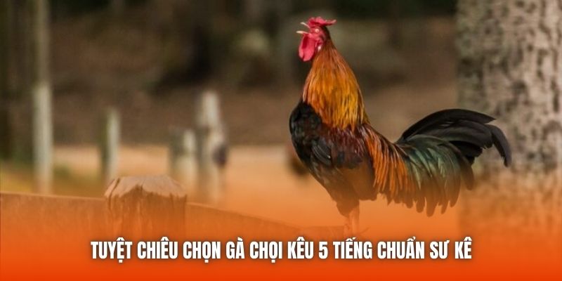 Tuyệt chiêu chọn gà chọi kêu 5 tiếng chuẩn sư kê